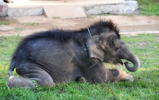 Au Vietnam, une poignée d’éléphants pour sauver l’espèce Au Vietnam, une poignée d’éléphants pour sauver l’espèce
