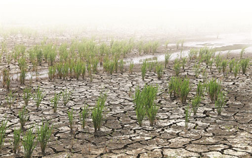 Interdiction de planter du riz au Vietnam à cause du changement climatique
