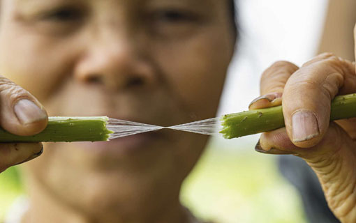 Vietnam: la soie de lotus, un tissu écolo, rare et recherché