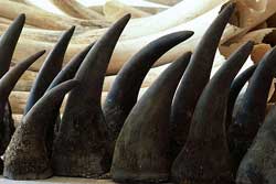 L'Afrique du Sud va lutter avec le Vietnam contre le braconnage des rhinocéros L'Afrique du Sud va lutter avec le Vietnam contre le braconnage des rhinocéros