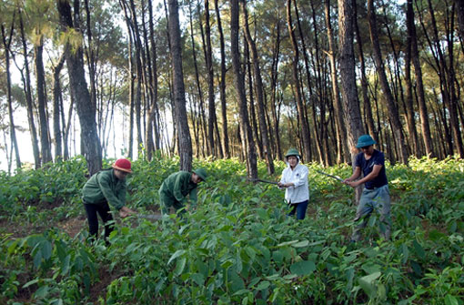 Sylviculture : un projet financé par la Banque asiatique de développement au Tây Nguyên Sylviculture : un projet financé par la Banque asiatique de développement au Tây Nguyên