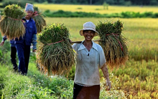Selon la Banque Asiatique de Développement : le taux de pauvreté du Vietnam est le plus bas d'Asie-Pacifique