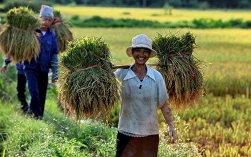 Selon la Banque Asiatique de Développement : le taux de pauvreté du Vietnam est le plus bas d'Asie-Pacifique Selon la Banque Asiatique de Développement : le taux de pauvreté du Vietnam est le plus bas d'Asie-Pacifique