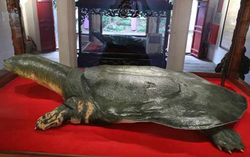Une tortue momifiée du lac Hoan Kiem est désormais accessible au public