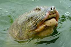 Les Vietnamiens au chevet de leur tortue légendaire Les Vietnamiens au chevet de leur tortue légendaire