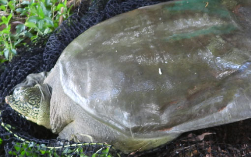 Vietnam : découverte d'une tortue qu'on pensait presque éteinte