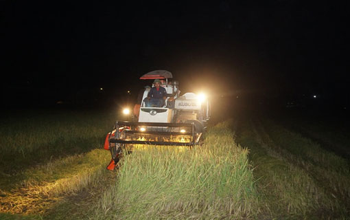 Vietnam - Dans les rizières vietnamiennes, la nuit permet d'échapper à la canicule