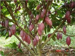 Cacao : Cap sur 60.000 hectares de cacaoyers au Vietnam Cacao : Cap sur 60.000 hectares de cacaoyers au Vietnam