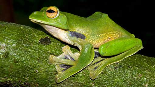 Une nouvelle espèce de grenouille découverte au Vietnam Une nouvelle espèce de grenouille découverte au Vietnam