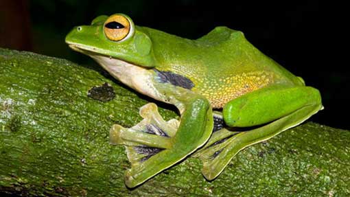 Une nouvelle espèce de grenouille découverte au Vietnam