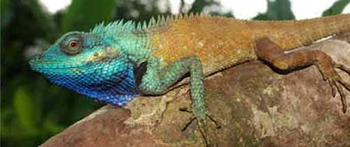 Une nouvelle espèce de lézard aux couleurs changeantes découverte au Vietnam Une nouvelle espèce de lézard aux couleurs changeantes découverte au Vietnam
