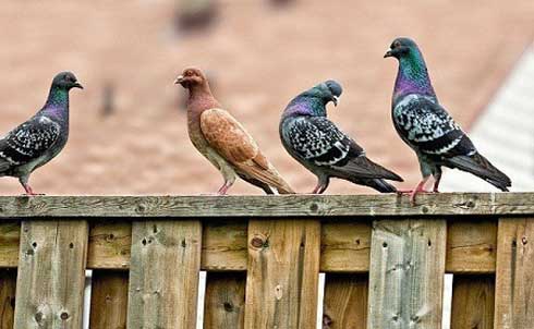 Pour l’amour des pigeons voyageurs