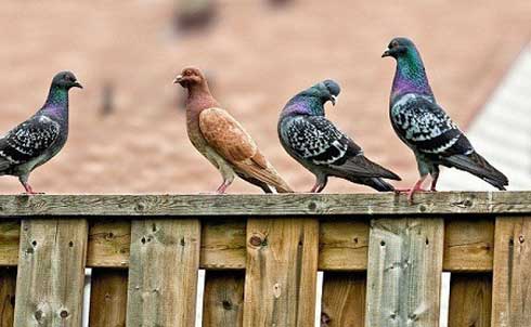 Pour l’amour des pigeons voyageurs Pour l’amour des pigeons voyageurs