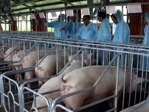 Vietnam : Le leader français de la nutrition animale InVivo NSA inaugure une nouvelle usine Vietnam : Le leader français de la nutrition animale InVivo NSA inaugure une nouvelle usine