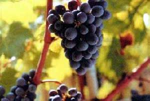 Vietnam : Les vins français restent leaders en 2012 ! Vietnam : Les vins français restent leaders en 2012 !