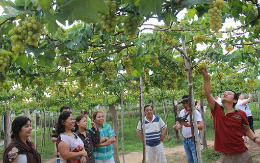 L'expérience viticole de Ninh Thuân attire les visiteurs