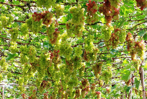 La viticulture à Ninh Thuân La viticulture à Ninh Thuân