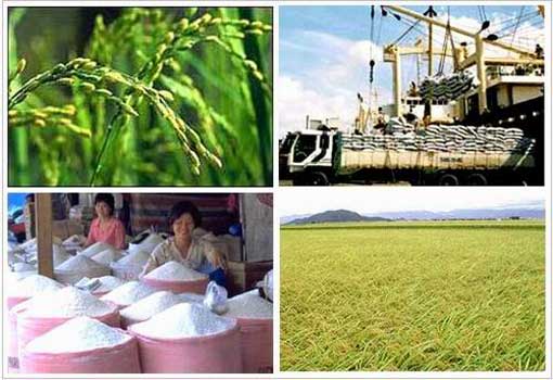 Riz : Exportations record de riz au Vietnam
